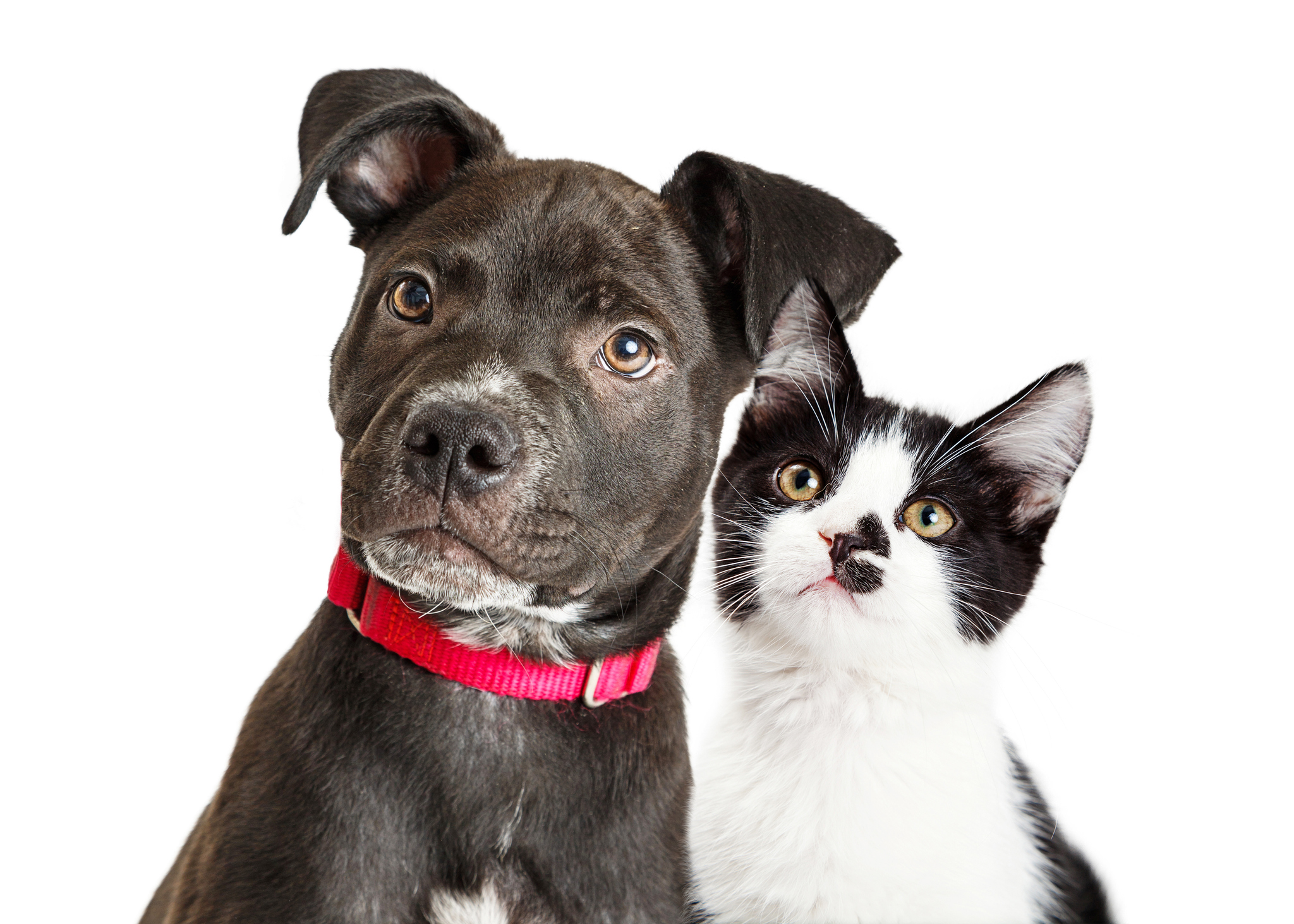 Hundebetreuung Und Coronavirus Tierschutz Land Steiermark